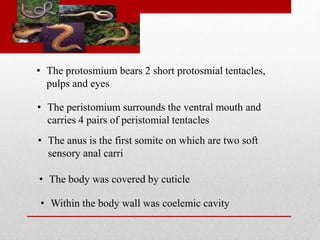 • The protosmium bears 2 short protosmial tentacles, 
pulps and eyes 
• The peristomium surrounds the ventral mouth and 
carries 4 pairs of peristomial tentacles 
• The anus is the first somite on which are two soft 
sensory anal carri 
• The body was covered by cuticle 
• Within the body wall was coelemic cavity 
 