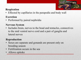 Respiration 
• Effected by capillaries in the parapodia and body wall 
Excretion 
• Performed by paired nephridia 
Nervous System 
• Includes brain, nerves to the bead and tentacles, connectives 
to the mid ventral nerve cord and a pair of ganglia and 
lateral nerves 
Reproduction 
• Sexes are separate and gonands are present only on 
breeding season 
• Fertilization occurs in the sea 
• Allows epitoke 
 