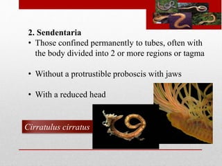 2. Sendentaria 
• Those confined permanently to tubes, often with 
the body divided into 2 or more regions or tagma 
• Without a protrustible proboscis with jaws 
• With a reduced head 
Cirratulus cirratus 
 