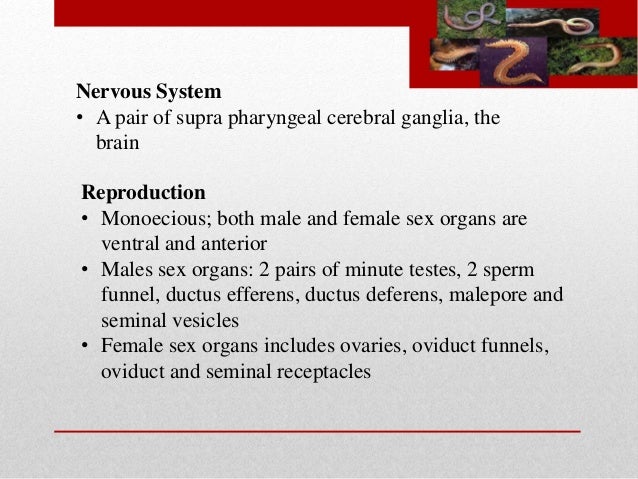 How do segmented worms reproduce?