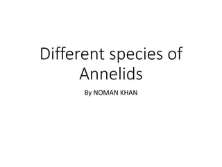 SPECIES OF Annelids | PPTX