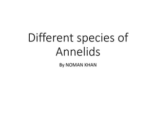 Different species of
Annelids
By NOMAN KHAN
 