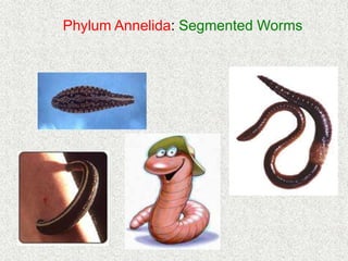 Phylum Annelida: Segmented Worms
 