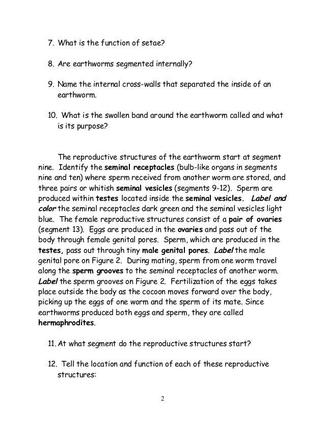 Annelids The Earthworm Revised