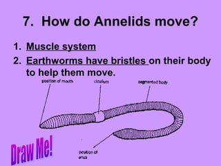 7. How do Annelids move?
1. Muscle system
2. Earthworms have bristles on their body
to help them move.