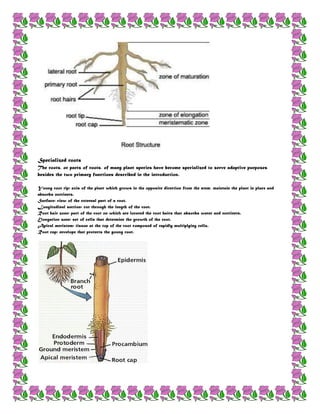 Primary Functions Of Roots Annelouisegatmaitan | DOCX