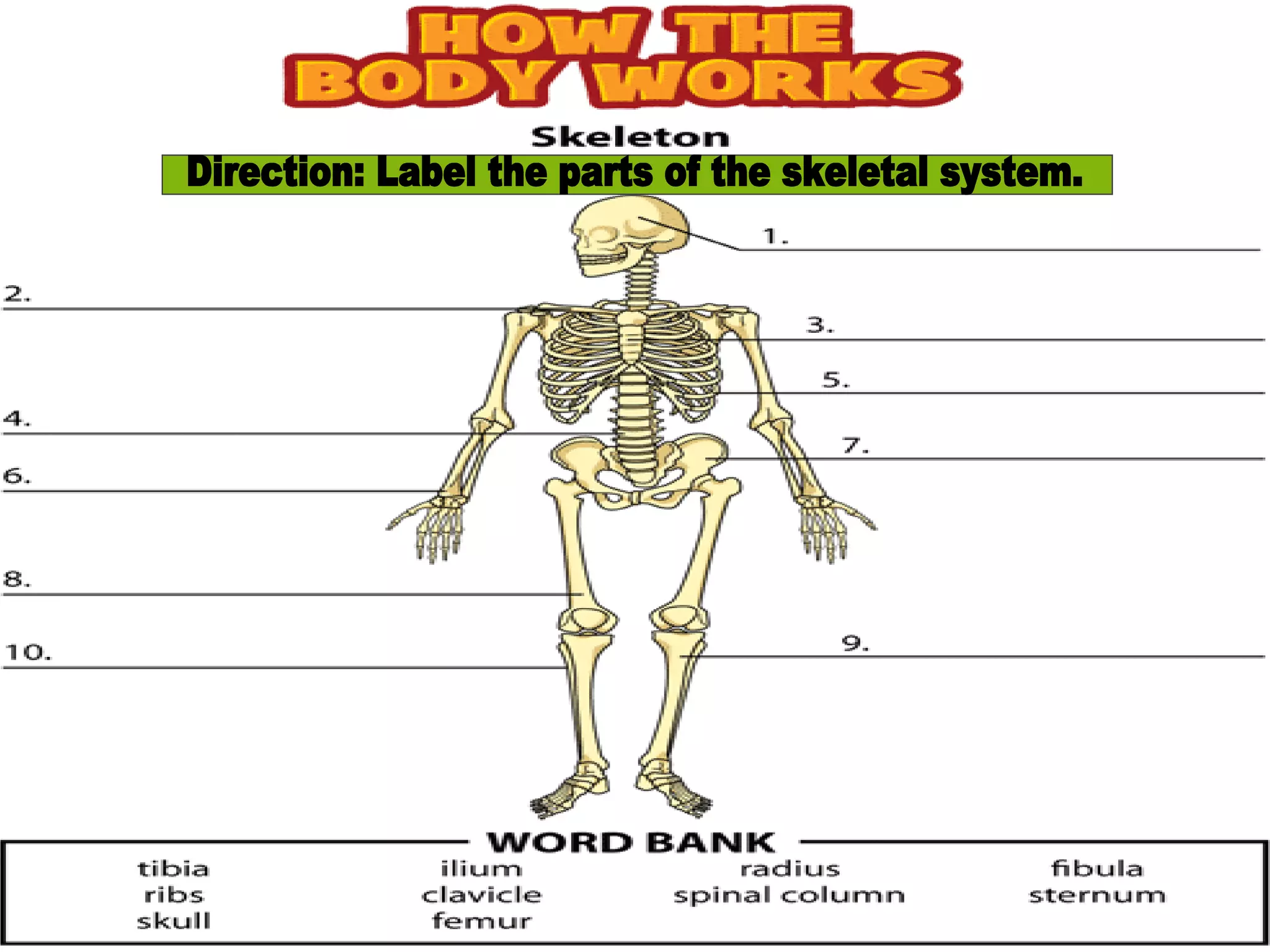 SKELETAL SYSTEM PP for Kids