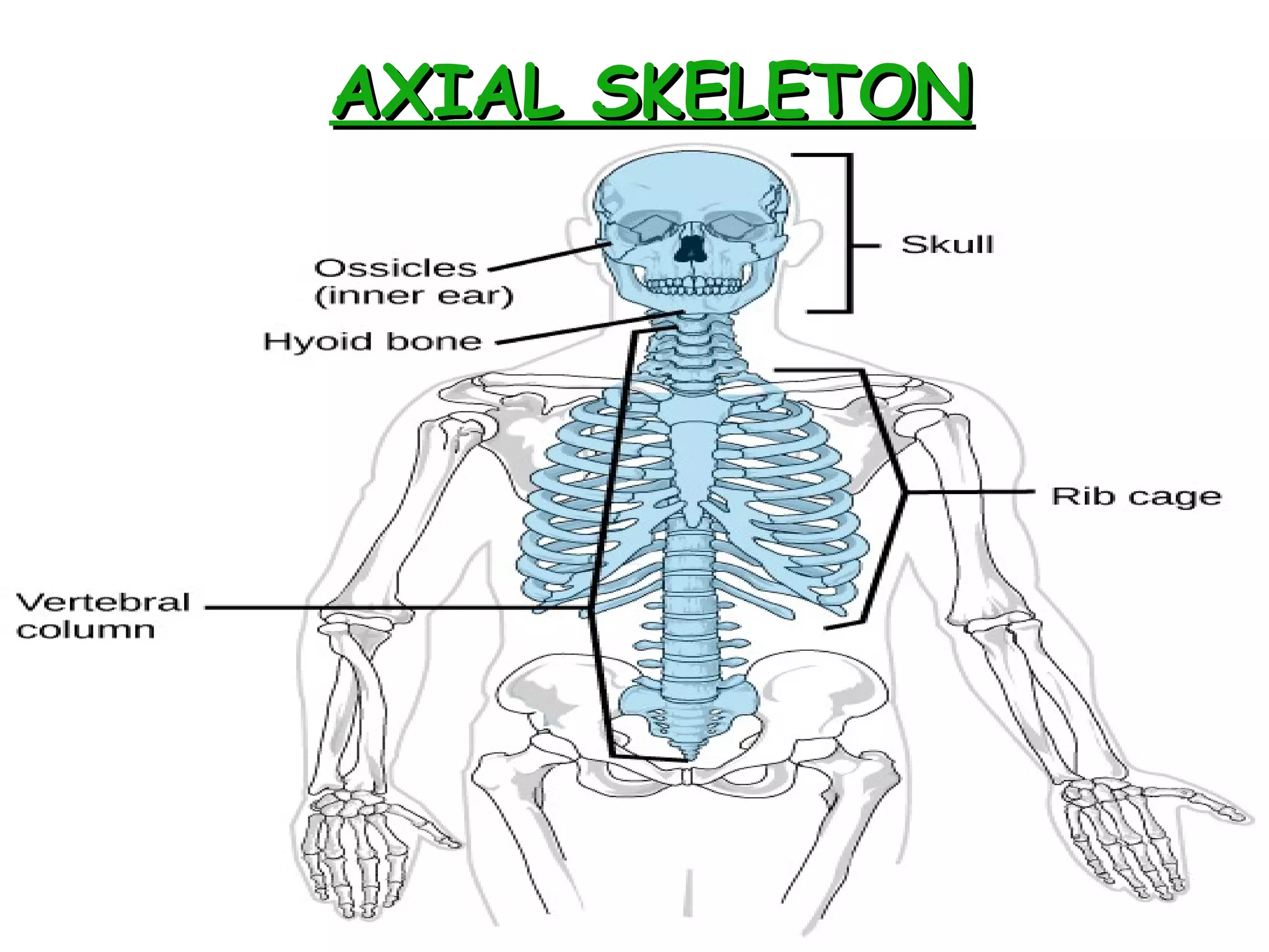 AXIAL SKELETONAXIAL SKELETON