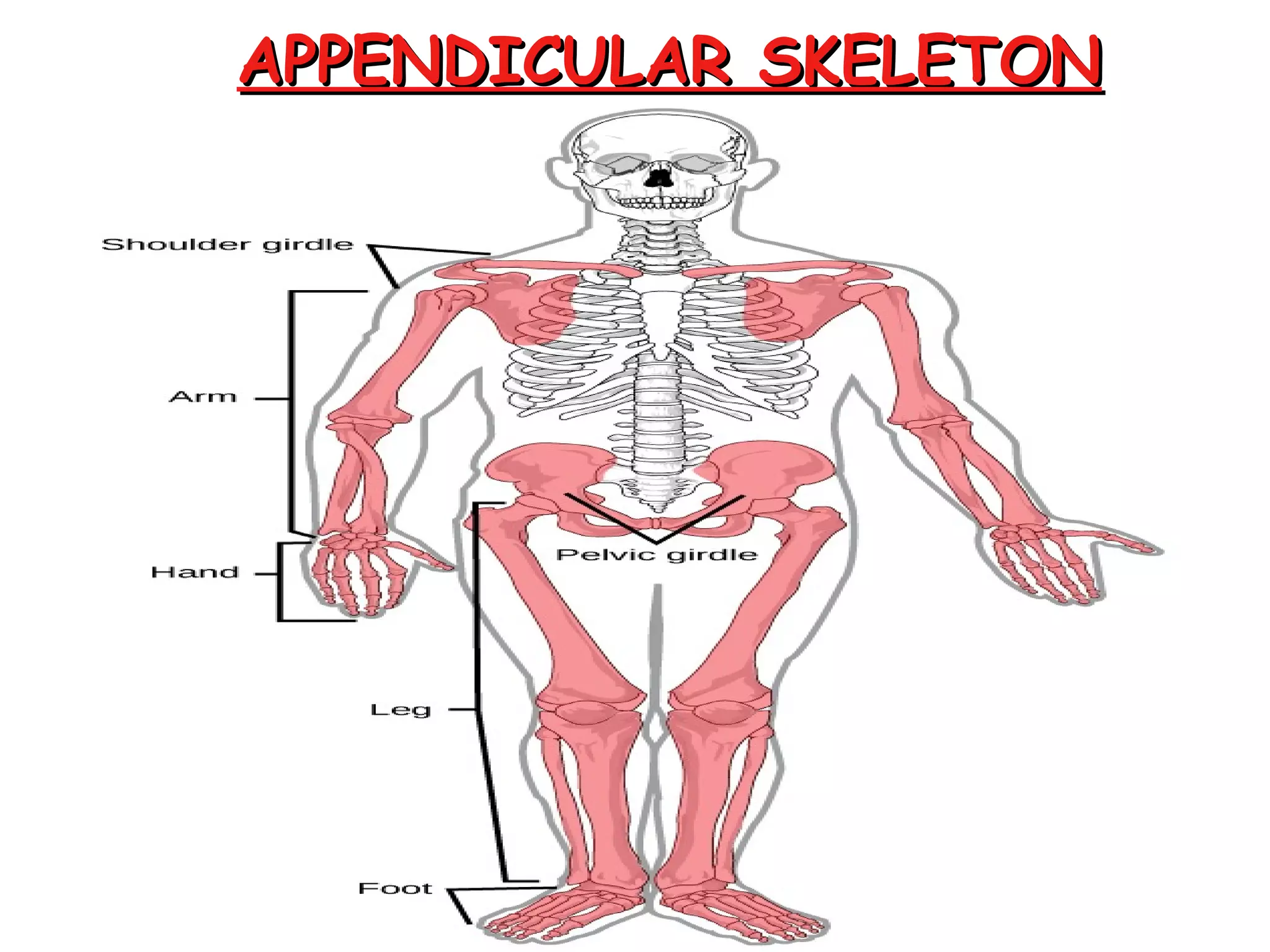 APPENDICULAR SKELETONAPPENDICULAR SKELETON
