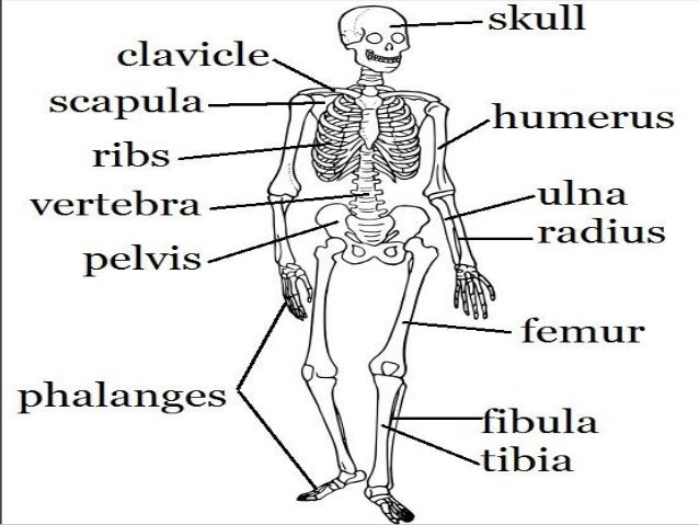 Image result for skeletal system for kids