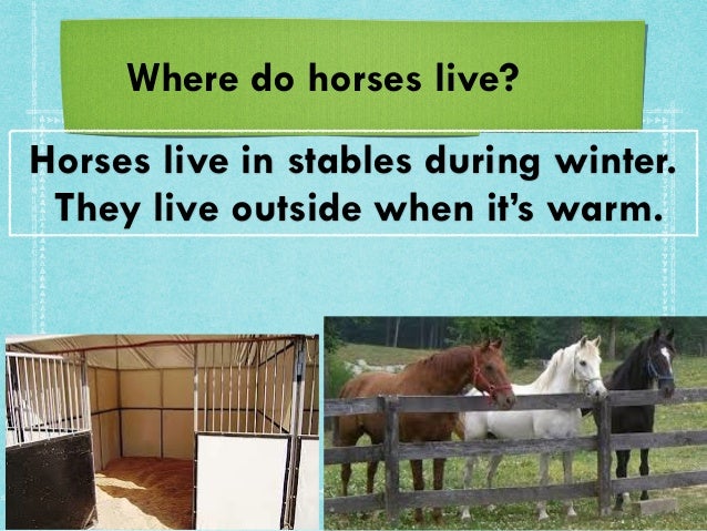 annie s horses where do horse flies live