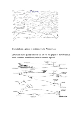 Diversidade de espécies de cetáceos. Fonte: Wikicommons


Contar aos alunos que os cetáceos são um dos três grupos de mamíferos que
tendo ancestrais terrestres ocuparam o ambiente aquático.
 