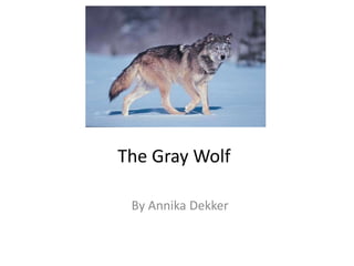 The Gray Wolf By Annika Dekker 