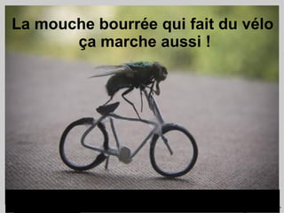 La mouche bourrée qui fait du vélo  ça marche aussi ! 