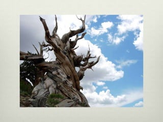 Ann Linnea - Keepers of the Trees