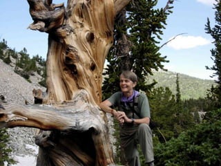 Ann Linnea - Keepers of the Trees
