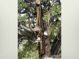 Ann Linnea - Keepers of the Trees