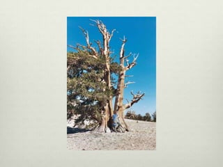 Ann Linnea - Keepers of the Trees