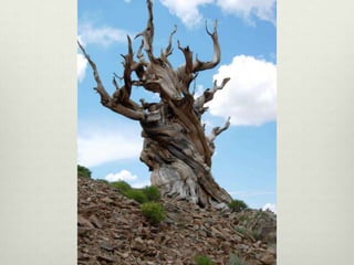 Ann Linnea - Keepers of the Trees