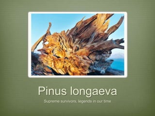 Pinus longaeva
 Supreme survivors, legends in our time
 