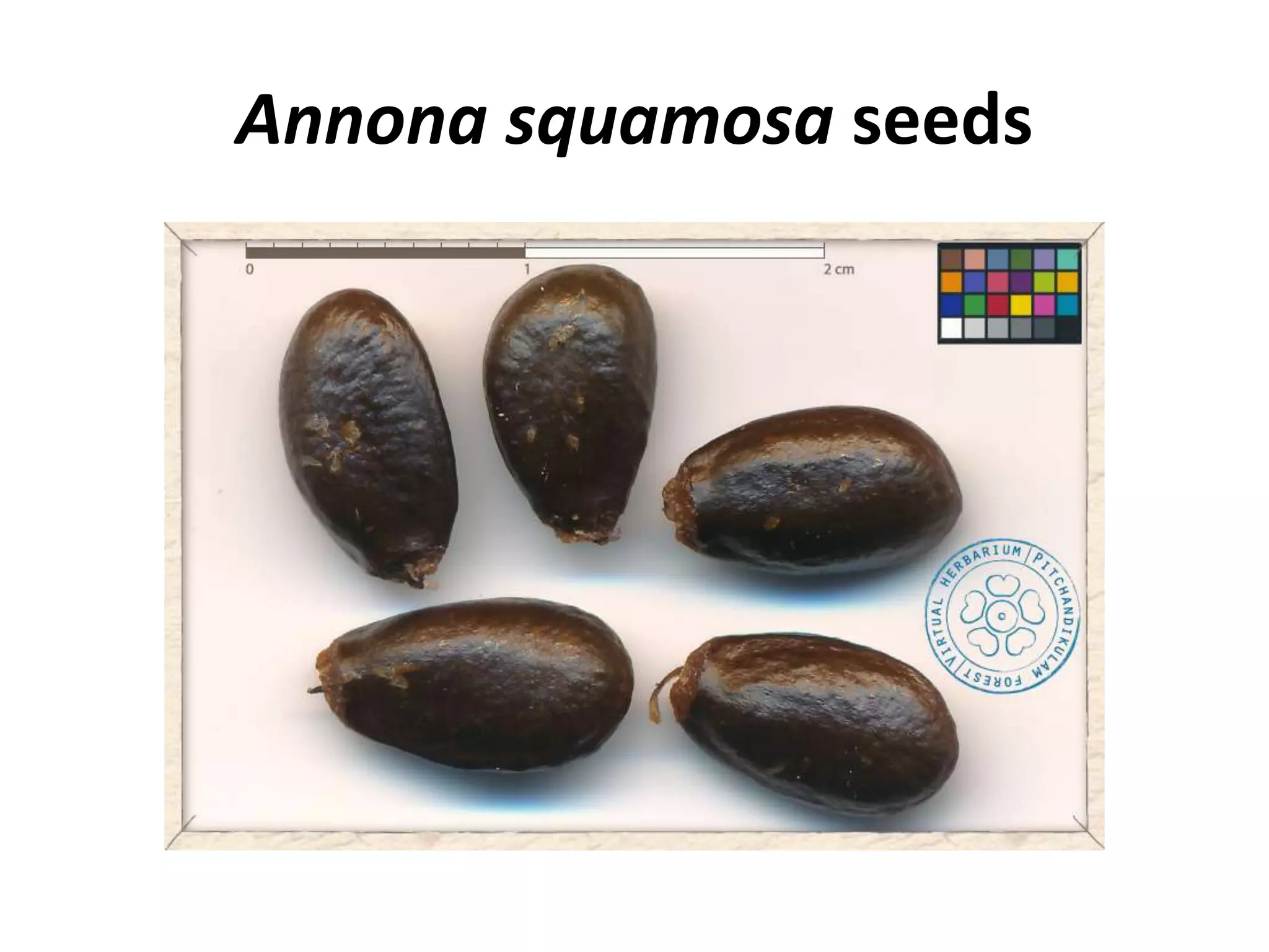 Annonaceae | PPTX