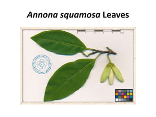 Annona squamosa Leaves
 