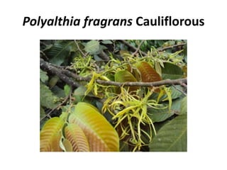 Polyalthia fragrans Cauliflorous
 