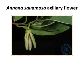 Annona squamosa axillary flower
 