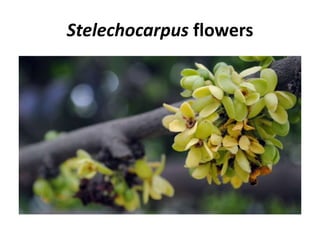 Stelechocarpus flowers
 