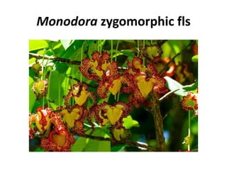 Monodora zygomorphic fls
 