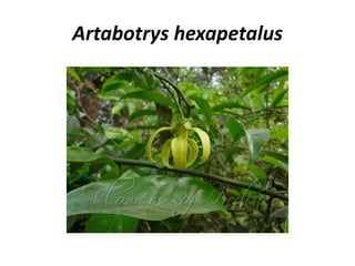 Artabotrys hexapetalus
 