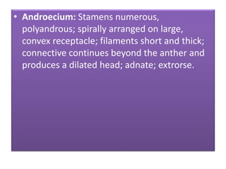 • Androecium: Stamens numerous,
polyandrous; spirally arranged on large,
convex receptacle; filaments short and thick;
connective continues beyond the anther and
produces a dilated head; adnate; extrorse.
 