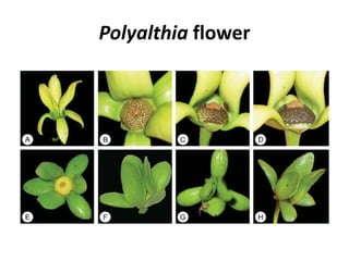 Polyalthia flower
 