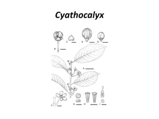 Cyathocalyx
 