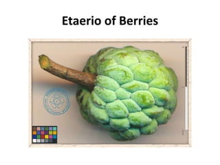 Etaerio of Berries
 