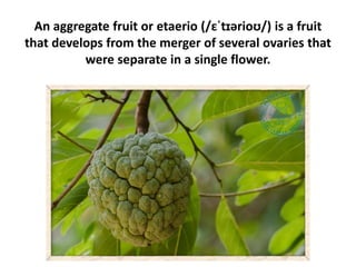 An aggregate fruit or etaerio (/ɛˈtɪərioʊ/) is a fruit
that develops from the merger of several ovaries that
were separate in a single flower.
 