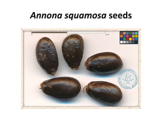 Annona squamosa seeds
 