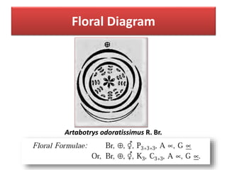 Floral Diagram
Artabotrys odoratissimus R. Br.
 
