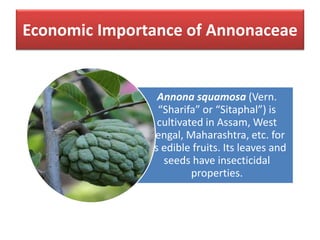 Economic Importance of Annonaceae
Annona squamosa (Vern.
“Sharifa” or “Sitaphal”) is
cultivated in Assam, West
Bengal, Maharashtra, etc. for
its edible fruits. Its leaves and
seeds have insecticidal
properties.
 