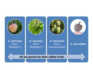 A. reticulata
(Vern.
“Ramphal”),
A. muricata
(Vern
“Maniphal”),
A. cherimola
(Vern.
Hanumanphal),
A. diversifolia
All are grown for their edible fruits
 