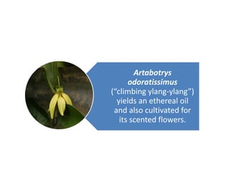 Artabotrys
odoratissimus
(“climbing ylang-ylang”)
yields an ethereal oil
and also cultivated for
its scented flowers.
 