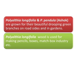Polyalthia longifolia & P. pendula (Ashok)
are grown for their beautiful drooping green
branches on road sides and in gardens.
Polyalthia longifolia wood is used for
making pencils, boxes, match-box industry
etc.
 