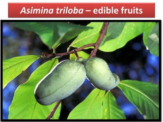 Asimina triloba – edible fruits
 