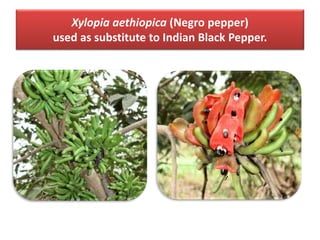 Xylopia aethiopica (Negro pepper)
used as substitute to Indian Black Pepper.
 