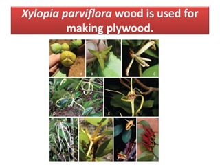 Xylopia parviflora wood is used for
making plywood.
 