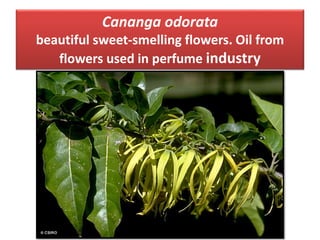 Cananga odorata
beautiful sweet-smelling flowers. Oil from
flowers used in perfume industry
 
