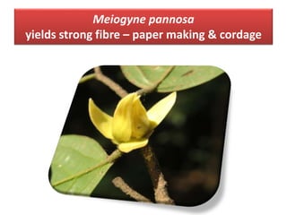 Meiogyne pannosa
yields strong fibre – paper making & cordage
 