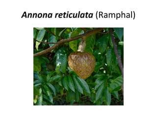 Annona reticulata (Ramphal)
 