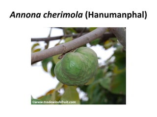 Annona cherimola (Hanumanphal)
 