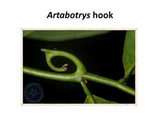 Artabotrys hook
 